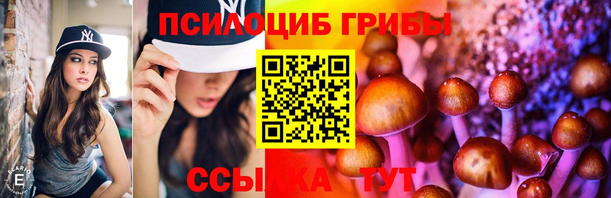 Галлюциногенные грибы Psilocybe Коряжма